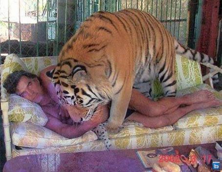 Steve Sipek y su tigre