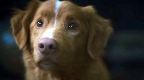 Escena de Godo Boy con Indy, el golden retriever que enfrenta una presencia demoníaca dentro de una casa.