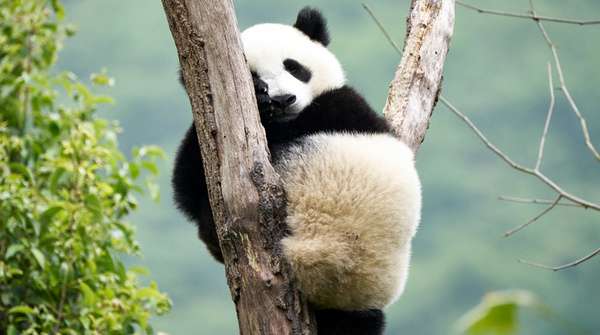 momento emotivo en una escena de la película Moon, mi amigo el panda.